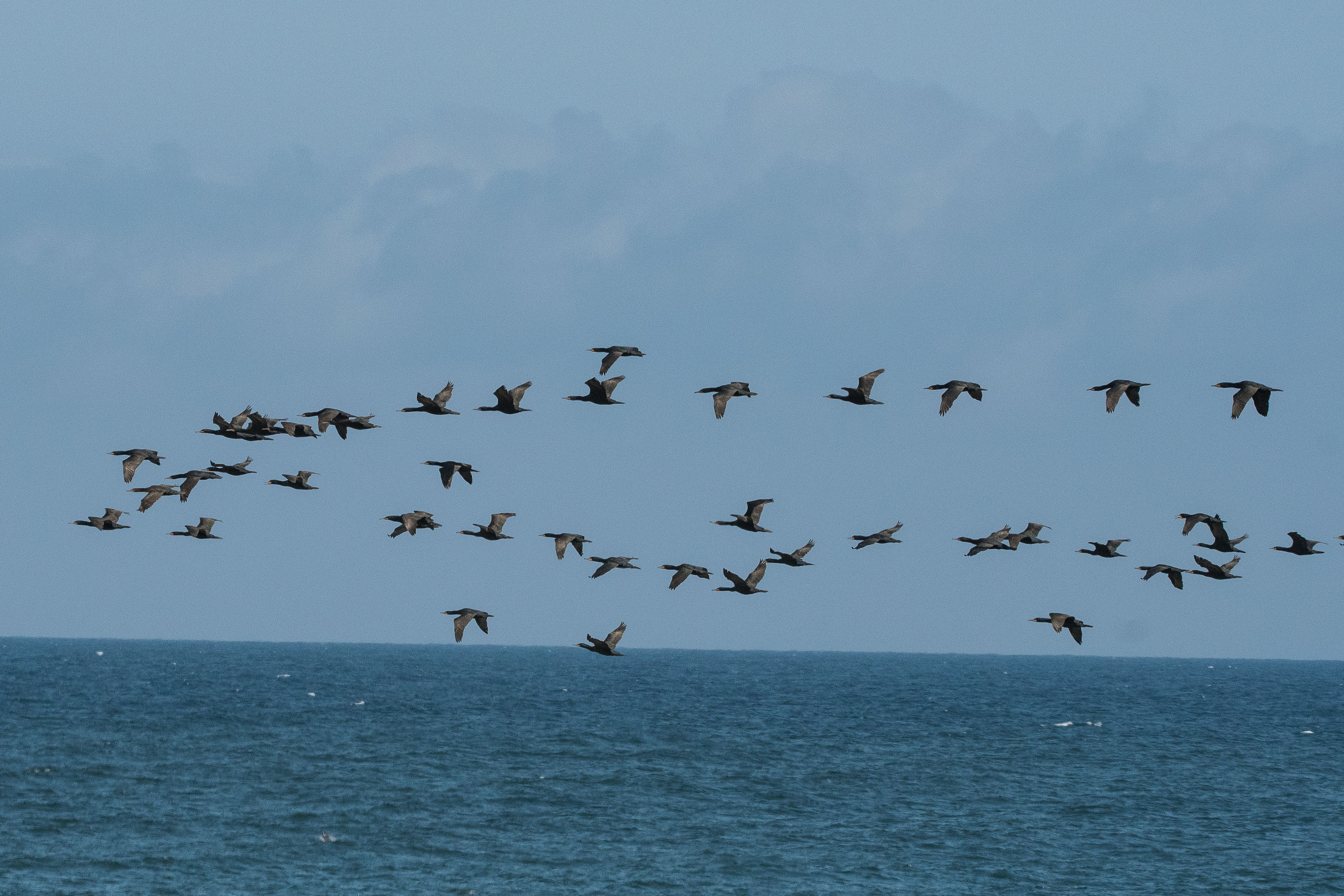 Cormorans du Cap (Cape cormorant, Phalacocrorax capensis) longeant la côte au vol, Möwe Bay, Parc National de la côte des squelettes, Namibie.